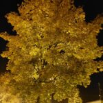 Rozstrzygnęliśmy konkurs fotograficzny "Złota jesień 2023" - Polskie Radio Rzeszów