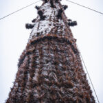 Na rzeszowskim Rynku rozpoczął się montaż choinki (zdjęcia) - Polskie Radio Rzeszów