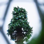 Na rzeszowskim Rynku rozpoczął się montaż choinki (zdjęcia) - Polskie Radio Rzeszów