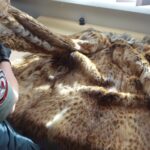 Futro z rysia rudego na przejściu granicznym w Medyce 4 - Polskie Radio Rzeszów Futro z rysia rudego na przejściu granicznym w Medyce - Polskie Radio Rzeszów