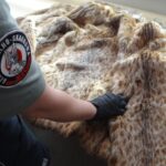 Futro z rysia rudego na przejściu granicznym w Medyce 3 - Polskie Radio Rzeszów Futro z rysia rudego na przejściu granicznym w Medyce - Polskie Radio Rzeszów