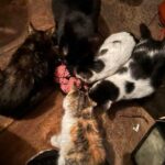 Akcja dokarmiania bezpańskich kotów w Łańcucie 4 - Polskie Radio Rzeszów Akcja dokarmiania bezpańskich kotów w Łańcucie - Polskie Radio Rzeszów