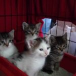 Akcja dokarmiania bezpańskich kotów w Łańcucie 3 - Polskie Radio Rzeszów Akcja dokarmiania bezpańskich kotów w Łańcucie - Polskie Radio Rzeszów