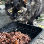 Akcja dokarmiania bezpańskich kotów w Łańcucie 2 - Polskie Radio Rzeszów Akcja dokarmiania bezpańskich kotów w Łańcucie - Polskie Radio Rzeszów