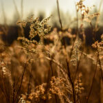 Rozstrzygnęliśmy konkurs fotograficzny "Złota jesień 2023" - Polskie Radio Rzeszów