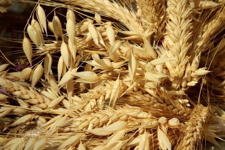 AgroEko: gleba a jakość plonów