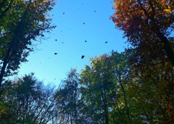 Ostrzeżenie pierwszego stopnia przed&nbsp;silnym wiatrem