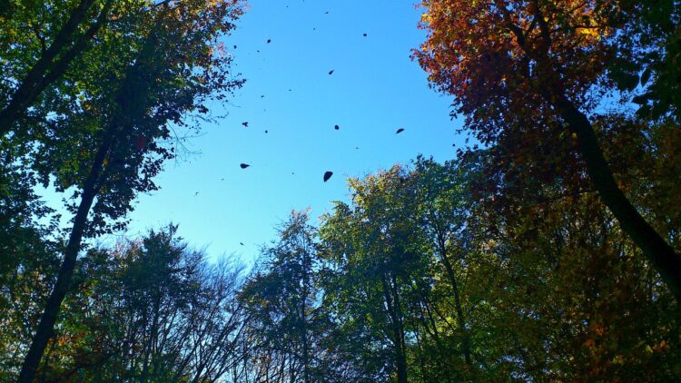 Ostrzeżenie pierwszego stopnia przed silnym wiatrem