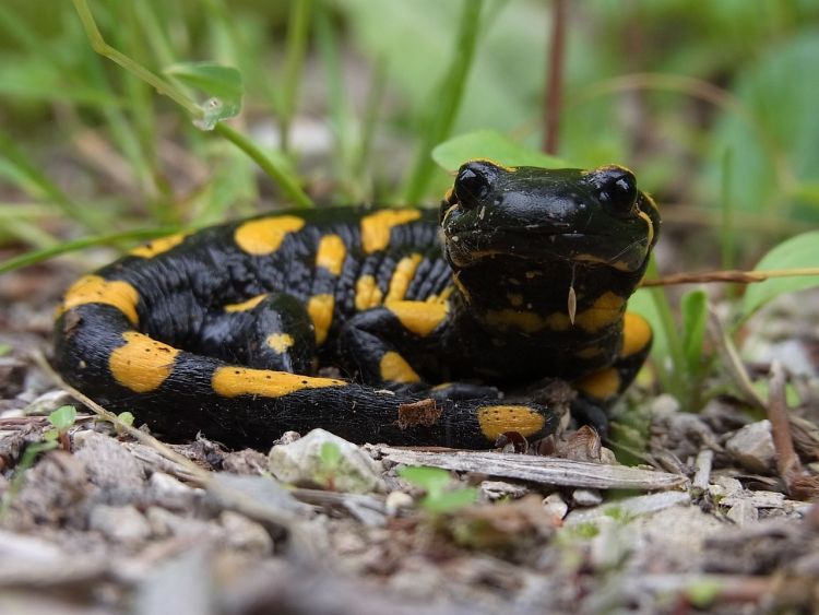 Salamandra i jeszcze raz salamandra