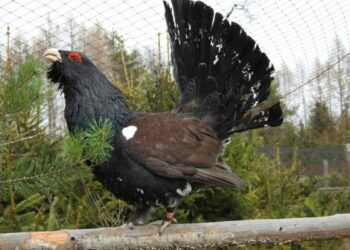 Głuszce z&nbsp;Nadleśnictwa w&nbsp;Leżajsku trafiają do&nbsp;lasów w&nbsp;całej Polsce