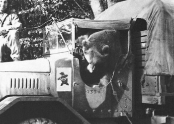 Premiera filmu animowanego o Wojtku, misiu-żołnierzu Armii Andersa