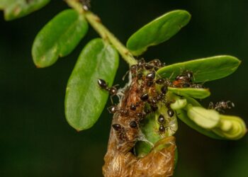 Żywność zawierająca owady będzie specjalnie oznakowana