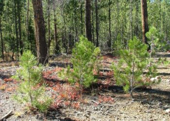 Trwa coroczne smarowanie sadzonek w&nbsp;podkarpackich lasach