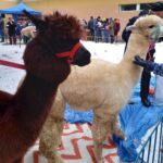 Smakołyki, szopka i alpaki na rzeszowskim osiedlu Kmity - Polskie Radio Rzeszów