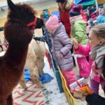 Smakołyki, szopka i alpaki na rzeszowskim osiedlu Kmity - Polskie Radio Rzeszów