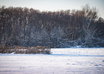 Silny wiatr na&nbsp;południu regionu. Gołoledź w&nbsp;całym województwie