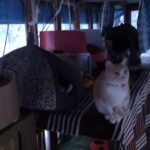 Koci azyl Igi - reportaż Małgorzaty Iwanickiej 4 - Polskie Radio Rzeszów Koci azyl Igi - reportaż Małgorzaty Iwanickiej - Polskie Radio Rzeszów