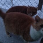 Koci azyl Igi - reportaż Małgorzaty Iwanickiej 5 - Polskie Radio Rzeszów Koci azyl Igi - reportaż Małgorzaty Iwanickiej - Polskie Radio Rzeszów