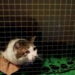 Koci azyl Igi - reportaż Małgorzaty Iwanickiej 6 - Polskie Radio Rzeszów Koci azyl Igi - reportaż Małgorzaty Iwanickiej - Polskie Radio Rzeszów