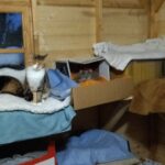 Koci azyl Igi - reportaż Małgorzaty Iwanickiej 10 - Polskie Radio Rzeszów Koci azyl Igi - reportaż Małgorzaty Iwanickiej - Polskie Radio Rzeszów