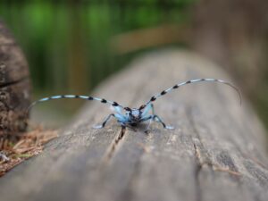 Nadobnica alpejska 1