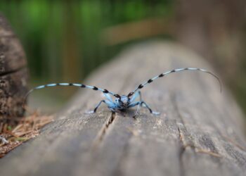 PGE wspiera badania prowadzone w&nbsp;Magurskim Parku Narodowym