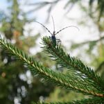 PGE wspiera badania prowadzone w Magurskim Parku Narodowym 3 - Polskie Radio Rzeszów PGE wspiera badania prowadzone w Magurskim Parku Narodowym - Polskie Radio Rzeszów