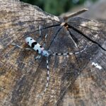 PGE wspiera badania prowadzone w Magurskim Parku Narodowym 2 - Polskie Radio Rzeszów PGE wspiera badania prowadzone w Magurskim Parku Narodowym - Polskie Radio Rzeszów