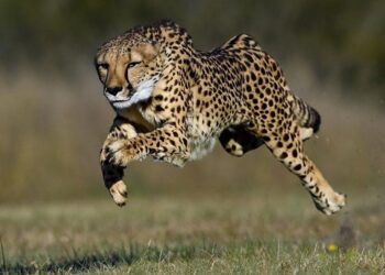 4 grudnia – Międzynarodowy Dzień Geparda