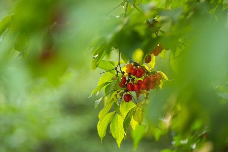 Przedświatecznie przy dereniu