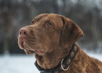 Psy boją się wybuchu petard. Jak w&nbsp;sylwestra pomóc naszym pupilom?