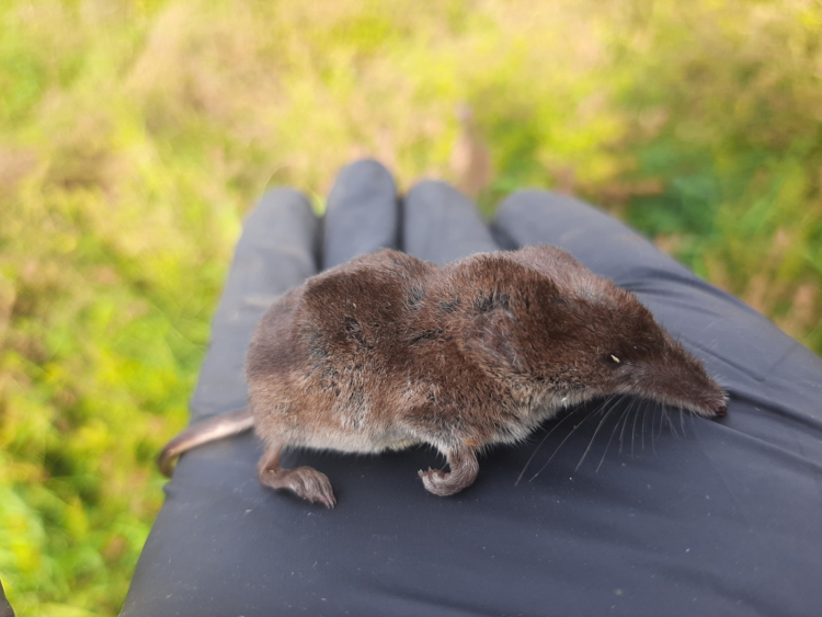 Ruch pośród uśpienia