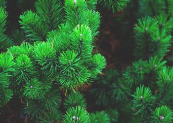 19 grudnia – Dzień Wiecznie Zielonych Roślin