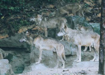 Ogromne straty wyrządzone przez&nbsp;wilki w&nbsp;regionie