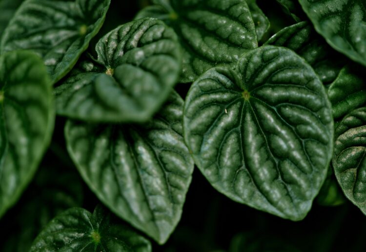 Jak hodować peperomie w domu 1 - Polskie Radio Rzeszów Jak hodować peperomie w domu