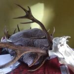 Trofea jeleni, łań, saren, kozłów i dzików znaleźli policjanci na posesji 44-latka podejrzanego o kłusownictwo 3 - Polskie Radio Rzeszów Trofea jeleni, łań, saren, kozłów i dzików znaleźli policjanci na posesji 44-latka podejrzanego o kłusownictwo - Polskie Radio Rzeszów