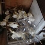 Trofea jeleni, łań, saren, kozłów i dzików znaleźli policjanci na posesji 44-latka podejrzanego o kłusownictwo 6 - Polskie Radio Rzeszów Trofea jeleni, łań, saren, kozłów i dzików znaleźli policjanci na posesji 44-latka podejrzanego o kłusownictwo - Polskie Radio Rzeszów