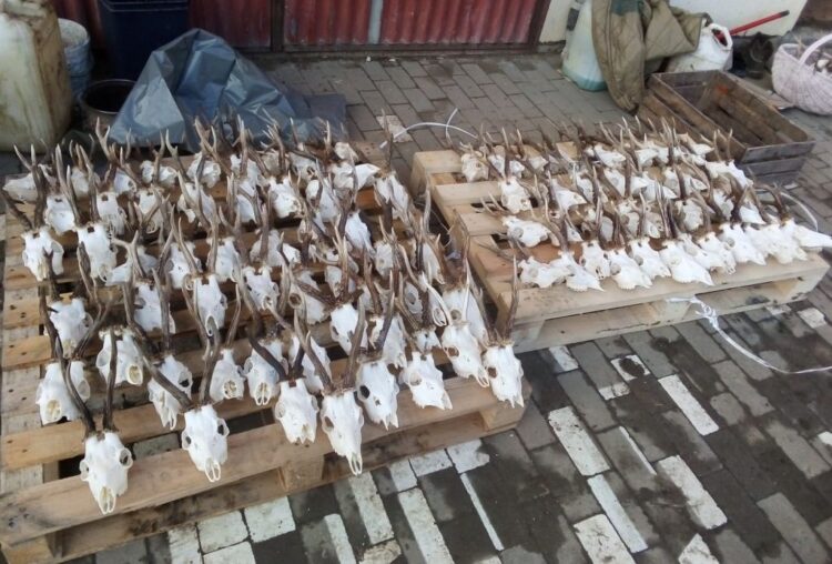 Trofea jeleni, łań, saren, kozłów i dzików znaleźli policjanci na posesji 44-latka podejrzanego o kłusownictwo