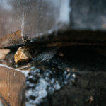 Obchody Dnia Pamięci o Ofiarach Holocaustu (zdjęcia) - Polskie Radio Rzeszów