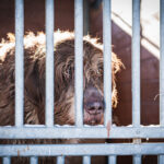 Schroniska w regionie czekają na osoby, które zechcą adoptować psa lub kota (zdjęcia) 4 - Polskie Radio Rzeszów Schroniska w regionie czekają na osoby, które zechcą adoptować psa lub kota (zdjęcia) - Polskie Radio Rzeszów