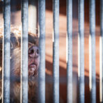 Schroniska w regionie czekają na osoby, które zechcą adoptować psa lub kota (zdjęcia) 5 - Polskie Radio Rzeszów Schroniska w regionie czekają na osoby, które zechcą adoptować psa lub kota (zdjęcia) - Polskie Radio Rzeszów