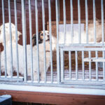 Schroniska w regionie czekają na osoby, które zechcą adoptować psa lub kota (zdjęcia) 6 - Polskie Radio Rzeszów Schroniska w regionie czekają na osoby, które zechcą adoptować psa lub kota (zdjęcia) - Polskie Radio Rzeszów