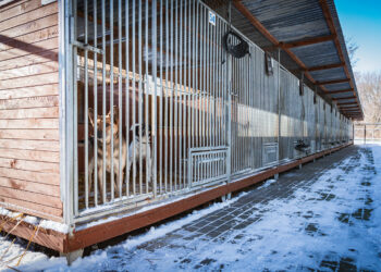 Uczniowie z&nbsp;„Hetmana” pomogą schronisku dla zwierząt