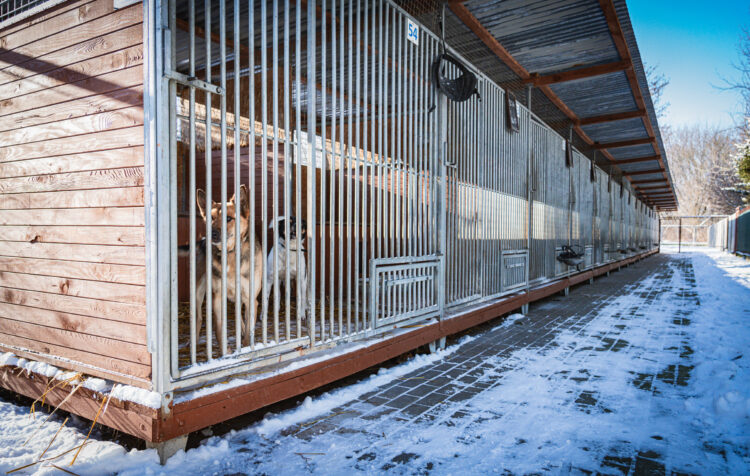 Uczniowie z „Hetmana” pomogą schronisku dla zwierząt