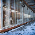 Schroniska w regionie czekają na osoby, które zechcą adoptować psa lub kota (zdjęcia) 9 - Polskie Radio Rzeszów Schroniska w regionie czekają na osoby, które zechcą adoptować psa lub kota (zdjęcia) - Polskie Radio Rzeszów