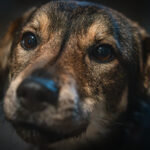 Schroniska w regionie czekają na osoby, które zechcą adoptować psa lub kota (zdjęcia) 12 - Polskie Radio Rzeszów Schroniska w regionie czekają na osoby, które zechcą adoptować psa lub kota (zdjęcia) - Polskie Radio Rzeszów