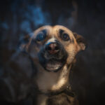 Schroniska w regionie czekają na osoby, które zechcą adoptować psa lub kota (zdjęcia) 15 - Polskie Radio Rzeszów Schroniska w regionie czekają na osoby, które zechcą adoptować psa lub kota (zdjęcia) - Polskie Radio Rzeszów