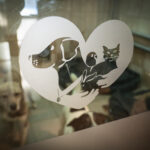 Schroniska w regionie czekają na osoby, które zechcą adoptować psa lub kota (zdjęcia) 16 - Polskie Radio Rzeszów Schroniska w regionie czekają na osoby, które zechcą adoptować psa lub kota (zdjęcia) - Polskie Radio Rzeszów