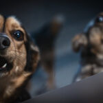 Schroniska w regionie czekają na osoby, które zechcą adoptować psa lub kota (zdjęcia) 17 - Polskie Radio Rzeszów Schroniska w regionie czekają na osoby, które zechcą adoptować psa lub kota (zdjęcia) - Polskie Radio Rzeszów