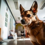 Schroniska w regionie czekają na osoby, które zechcą adoptować psa lub kota (zdjęcia) 18 - Polskie Radio Rzeszów Schroniska w regionie czekają na osoby, które zechcą adoptować psa lub kota (zdjęcia) - Polskie Radio Rzeszów